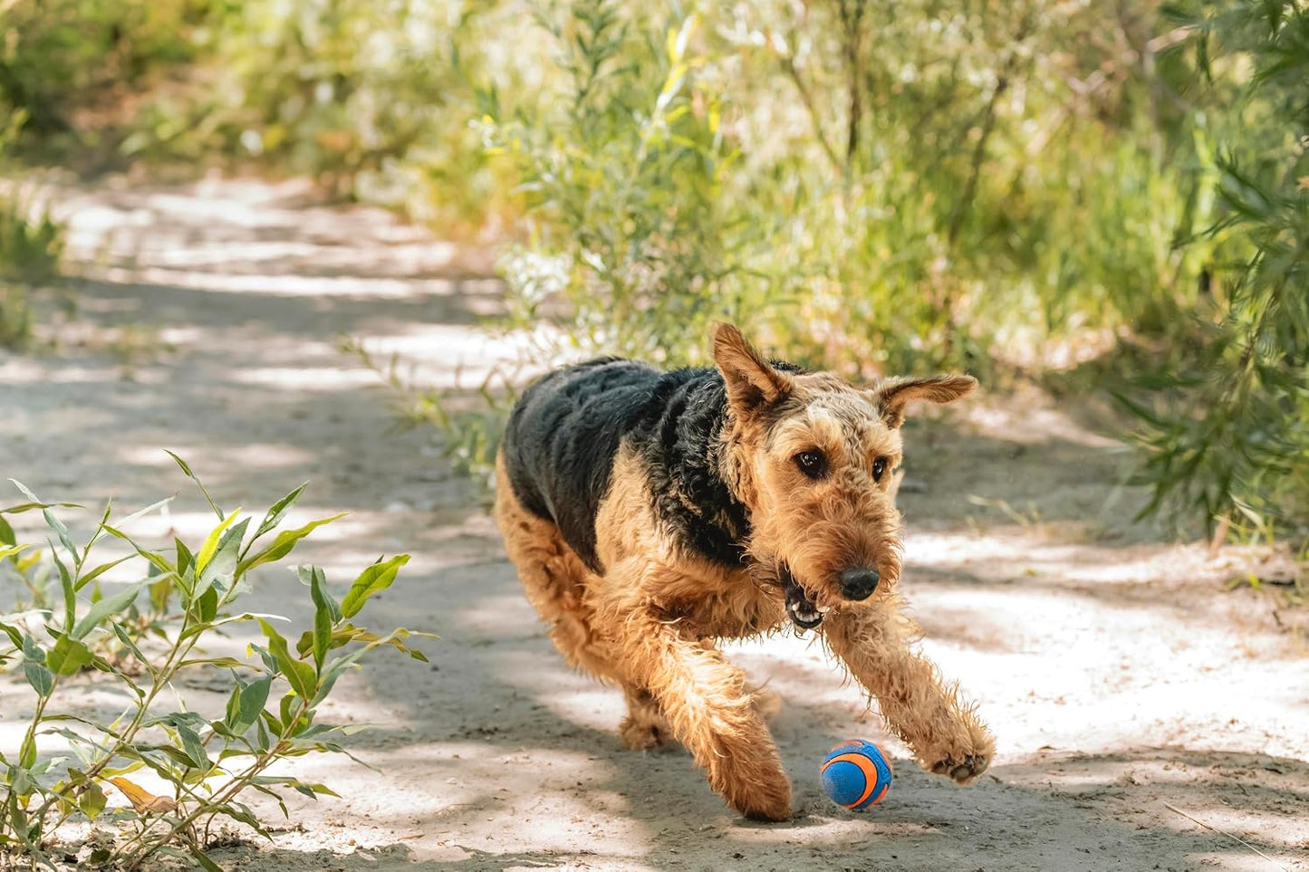 Chuckit! Ultra Squeaker Dog Ball, Fetch Toy, Medium, 1 Pack (Sell out)