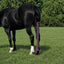 Toklat Jammies Lycra Horse Tail Bag - 3 Piece Set for Tail Protection and Growth