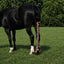 Toklat Jammies Lycra Horse Tail Bag - 3 Piece Set for Tail Protection and Growth