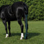 Toklat Jammies Lycra Horse Tail Bag - 3 Piece Set for Tail Protection and Growth