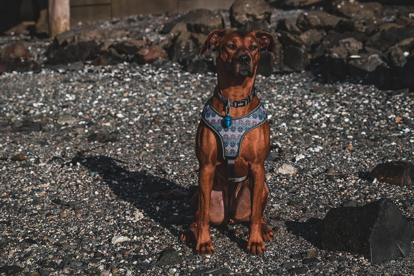 Weaver Leather Terrain Dog Light for Dog Collar, Waterproof Light, Motion Activated Light - Hooves and Paws