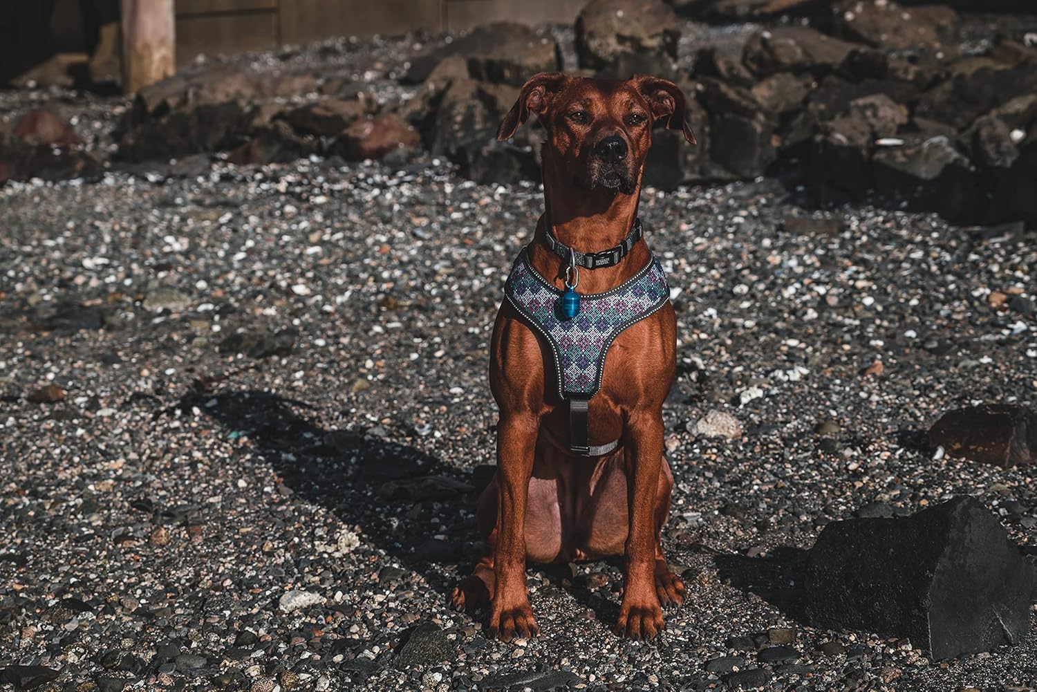 Weaver Leather Terrain Dog Light for Dog Collar, Waterproof Light, Motion Activated Light - Hooves and Paws