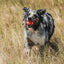 Chuckit! Ultra Squeaker Dog Ball, Fetch Toy, Medium, 1 Pack (Sell out)