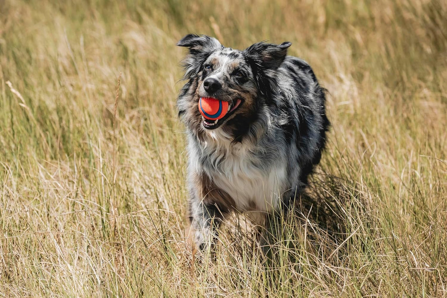 Chuckit! Ultra Squeaker Dog Ball, Fetch Toy, Medium, 1 Pack (Sell out)