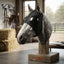 Lifestyle photo of Toklat Airlite Adjustable Horse Hood - Breathable Mesh Face Protection - Black