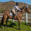 Professional's Choice VenTECH Satin English Jump Saddle Pad - Breathable Non-Slip - 21.5" Spine x 20.5" Drop