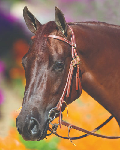 AV Double Ring Snaffle Horse Bit - Professional Equestrian Training Tack