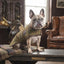 Lifestyle photo of Shires Digby & Fox Premium Tweed Dog Coat - Red, Yellow & Blue Check Patterned Winter Jacket
