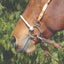Professional's Choice Brittany Pozzi Combination 3-Piece Smooth Bit - 5 1/2" Sweet Iron Mouthpiece