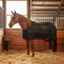 Classic Equine MagNTX Magnetic Horse Sheet - Therapeutic Bi-Polar Micromesh Recovery Blanket - Size Large