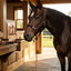 Lifestyle photo of Cashel Combo Leather & Rope Halter with Breakaway Safety