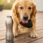 Lovewally Dog Water Bottle - Stainless Steel 2-in-1 Travel Bowl & Leak-Proof Portable Flask