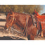 Al Dunning by Pro Choice Martingale with Split Reins (AD8059HL) in natural leather, shown on a chestnut horse. This high-quality western training tack features a running martingale and matching split reins paired with a tooled leather saddle and headstall. Ideal for western performance, reining, and everyday training, this professional-grade equestrian gear offers a classic look and durable functionality for horse and rider.