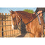 Al Dunning Pro Choice Draw Rope Martingale horse training aid shown on a chestnut horse. This western training equipment features a durable black rope design with premium leather attachments and brass hardware. Ideal for teaching collection and proper head carriage, it’s a versatile tool for performance horse trainers. Shown with a leather breast collar and headstall in a sunny outdoor arena setting.