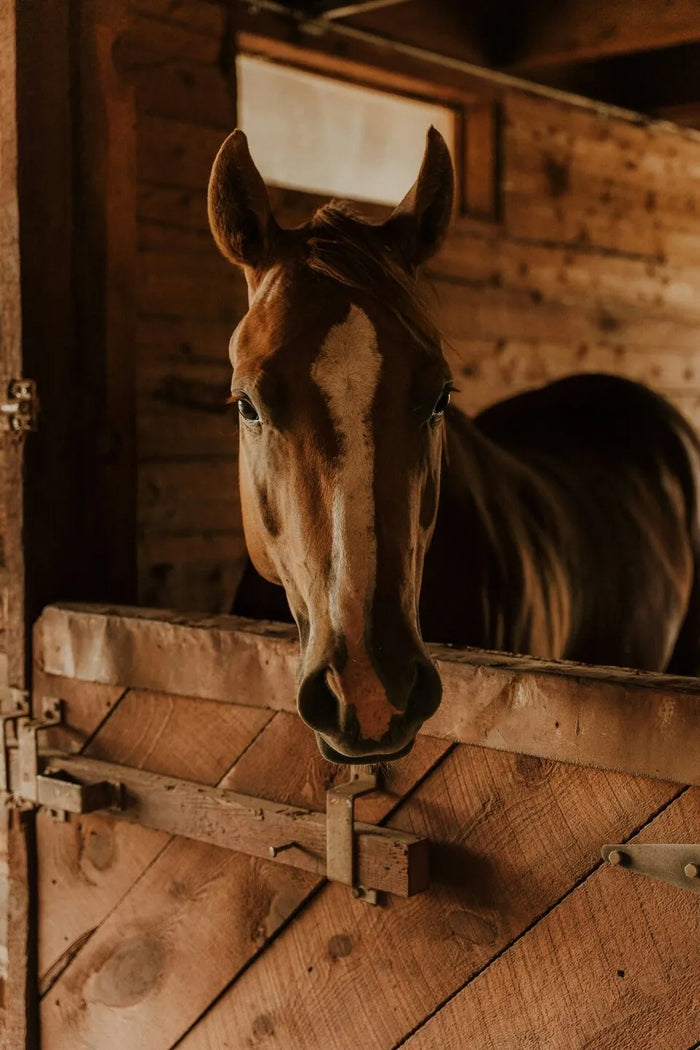 Horse outdoors