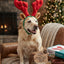 Lifestyle photo of Outward Hound Holiday Christmas Reindeer Antlers Dog Headband with Adjustable Chin Strap - Multiple Sizes
