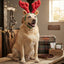 Lifestyle photo of Outward Hound Holiday Christmas Reindeer Antlers Dog Headband with Adjustable Chin Strap - Multiple Sizes