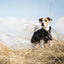 Back On Track Bark Reflective All-Around Dog Coat