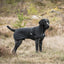 Back On Track Bark Reflective All-Around Dog Coat