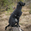 Back On Track Bark Reflective All-Around Dog Coat