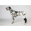 Back On Track Dixie Dog Hock Brace - Therapeutic Joint Support for Active Dogs - Multiple Sizes