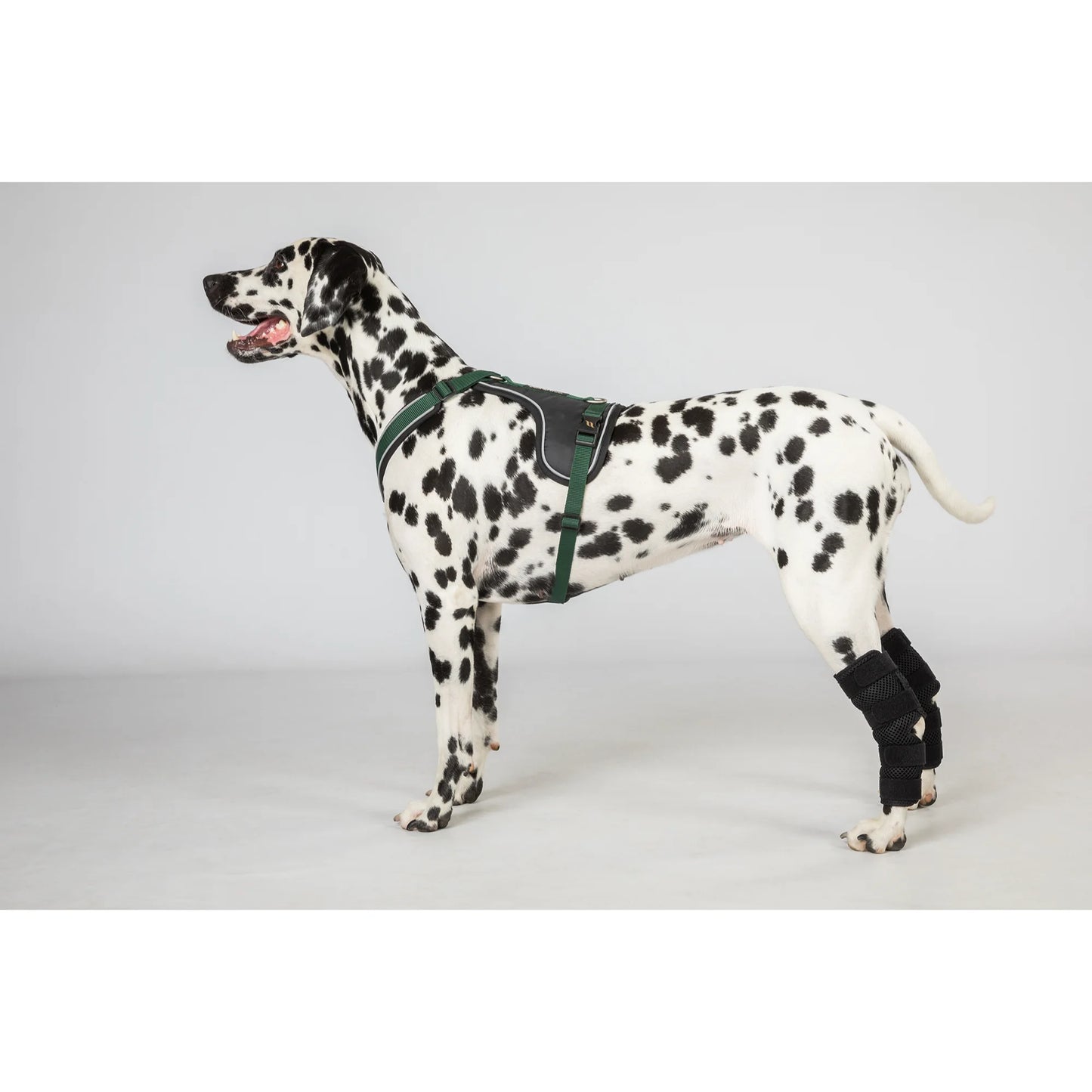 Back On Track Dixie Dog Hock Brace - Therapeutic Joint Support for Active Dogs - Multiple Sizes