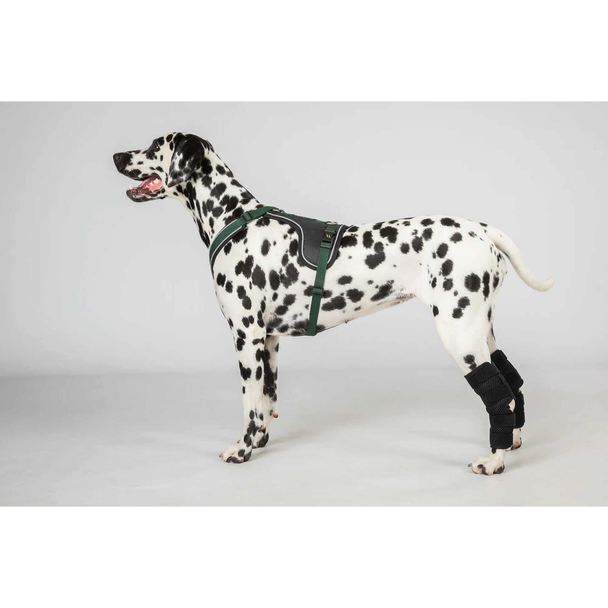 Back On Track Dixie Dog Hock Brace - Therapeutic Joint Support for Active Dogs - Multiple Sizes
