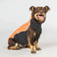 Back On Track Eddie Petite High Visibility Reflective Orange Jumper for Dogs