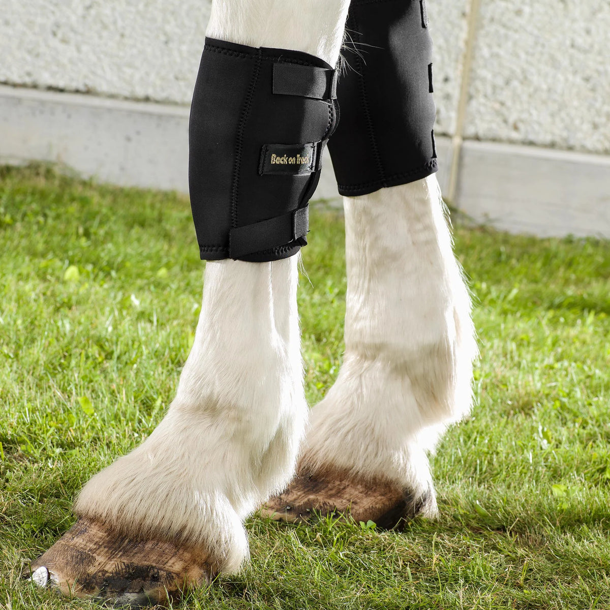 Back On Track Horse Knee Boots