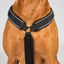 Back On Track Max Dog Harness