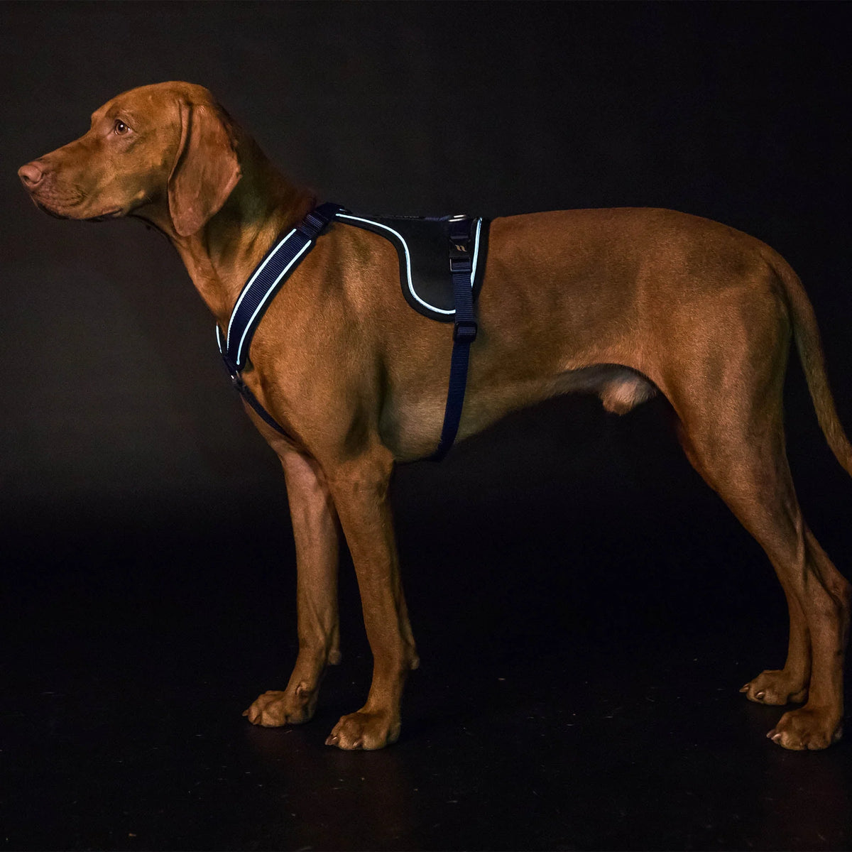 Back On Track Max Dog Harness