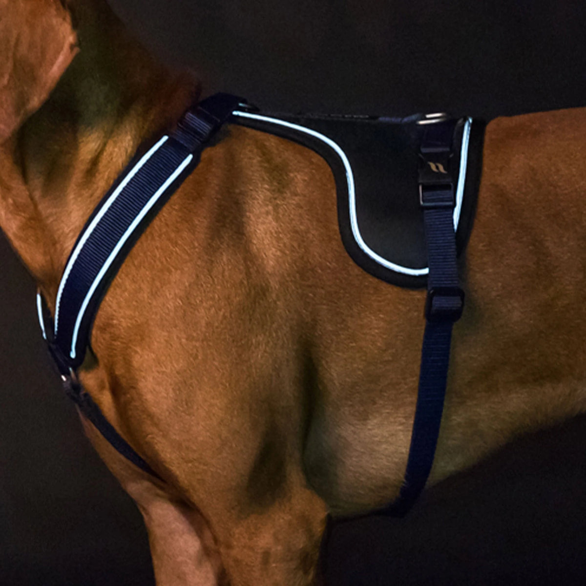 Back On Track Max Dog Harness