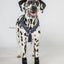 Back On Track Milo Dog Wrist Brace
