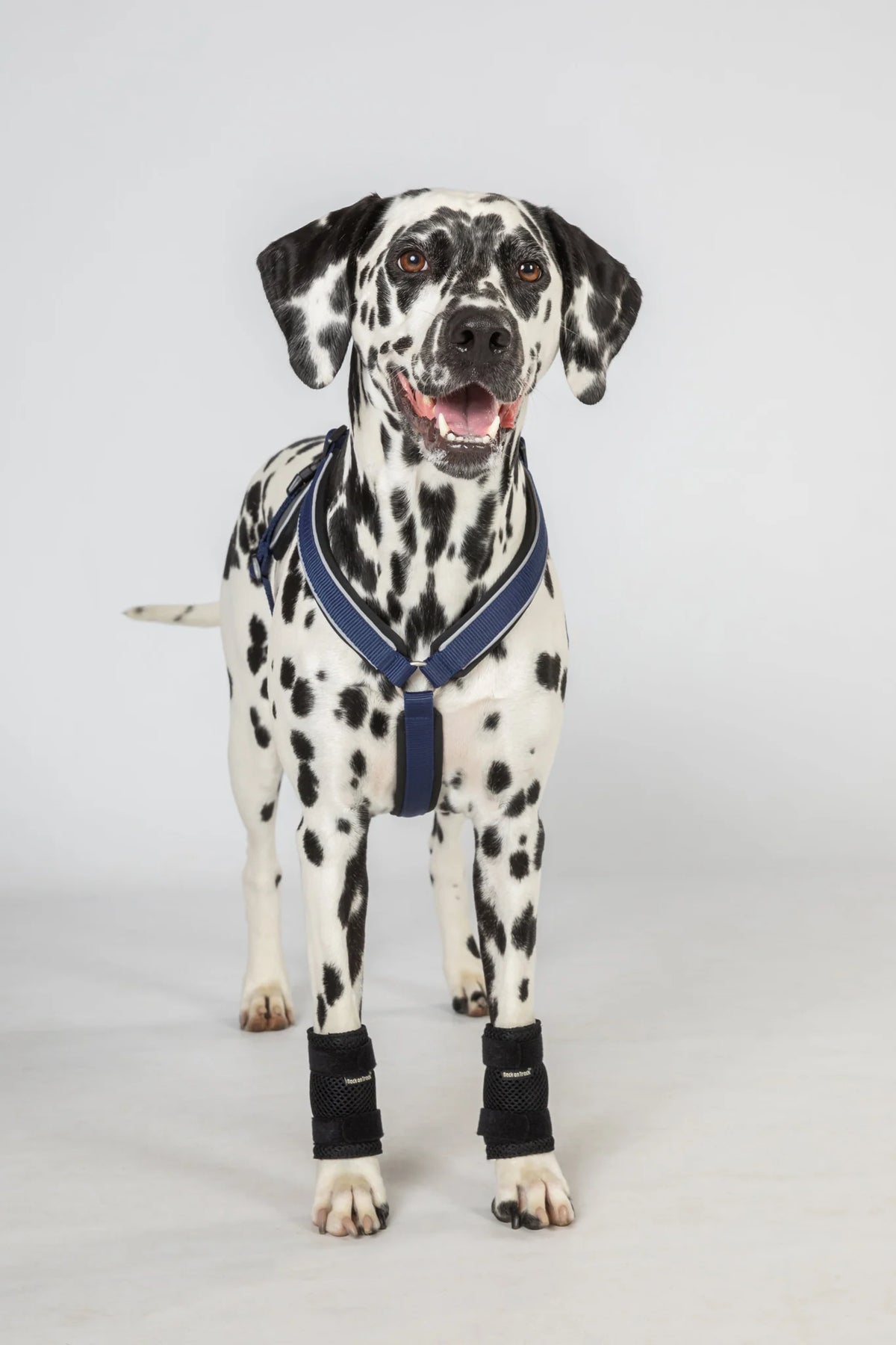 Back On Track Milo Dog Wrist Brace