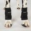 Back On Track Milo Dog Wrist Brace