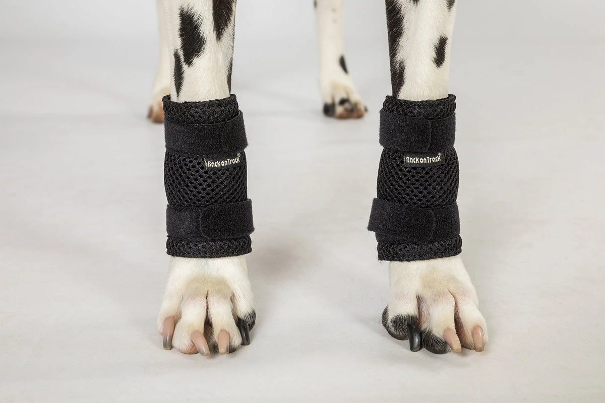 Back On Track Milo Dog Wrist Brace