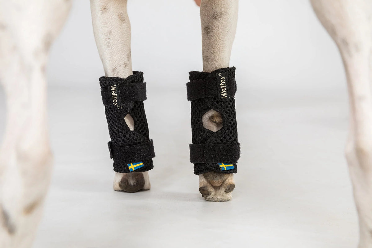 Back On Track Milo Dog Wrist Brace