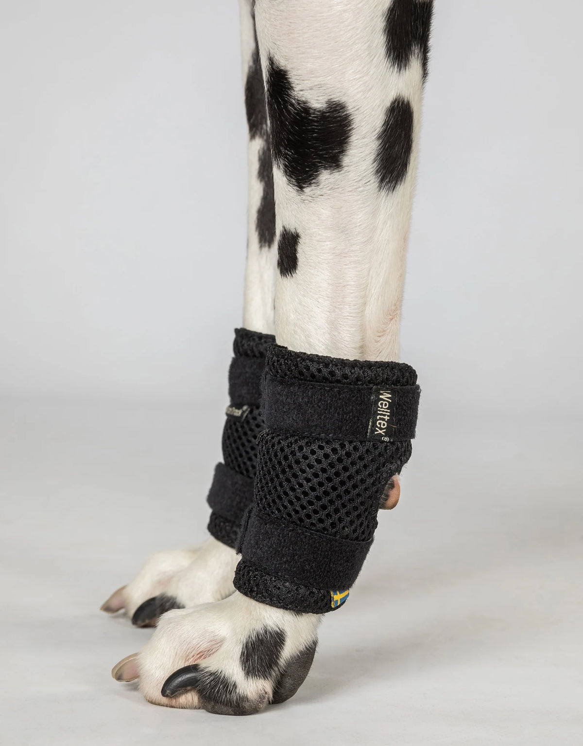 Back On Track Milo Dog Wrist Brace