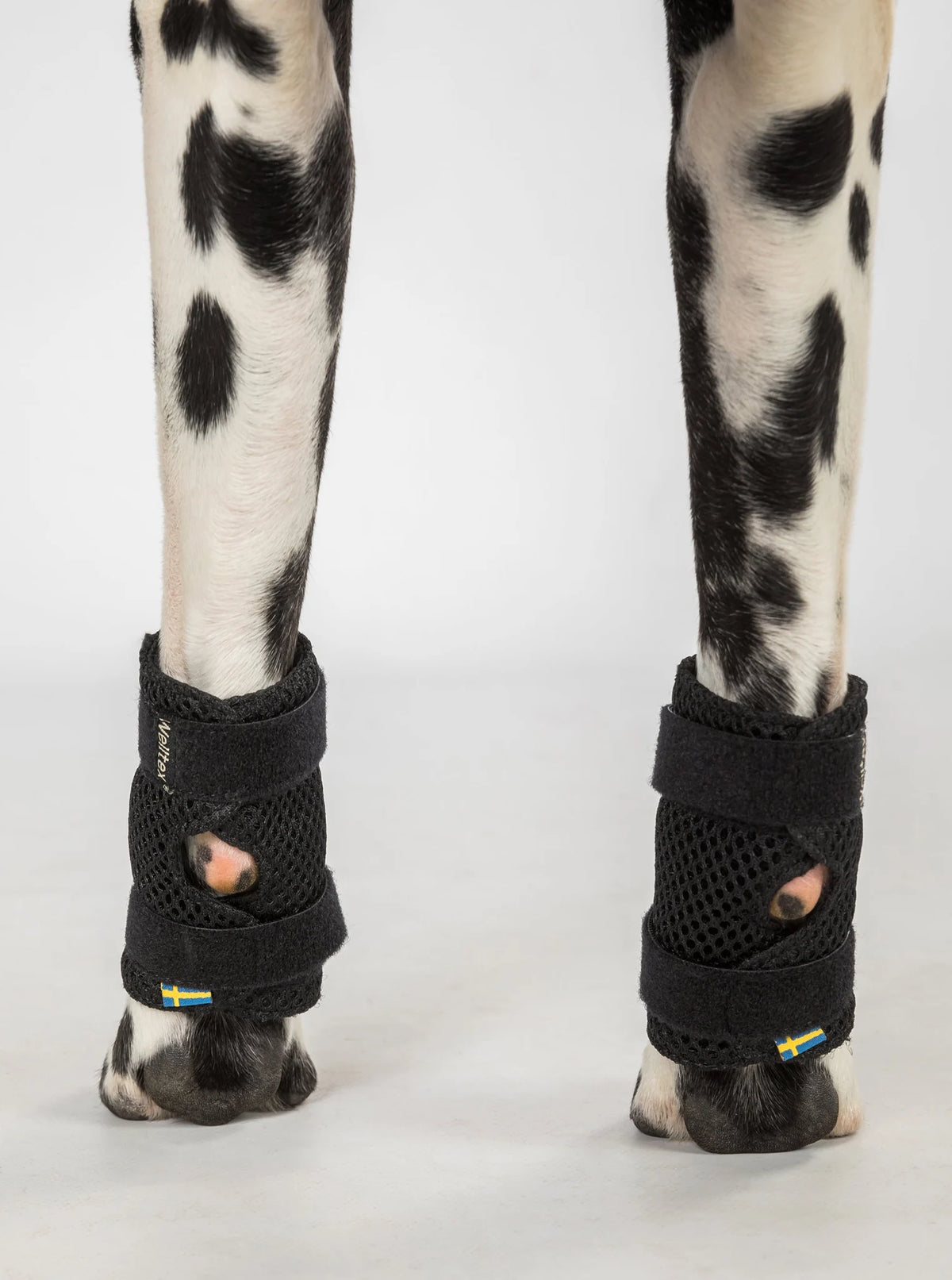 Back On Track Milo Dog Wrist Brace