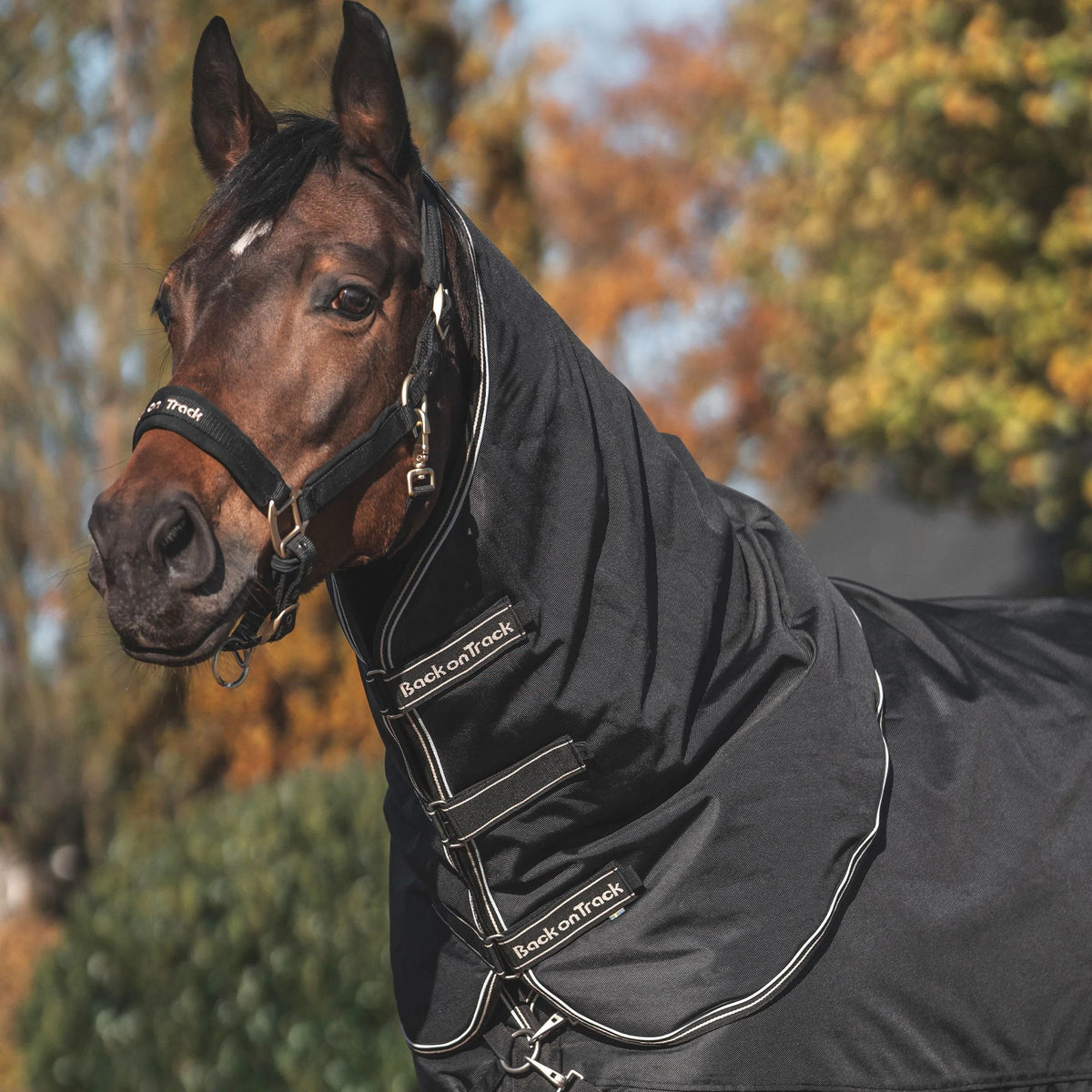 Back On Track Obsidian Turnout Blanket with Neck Cover