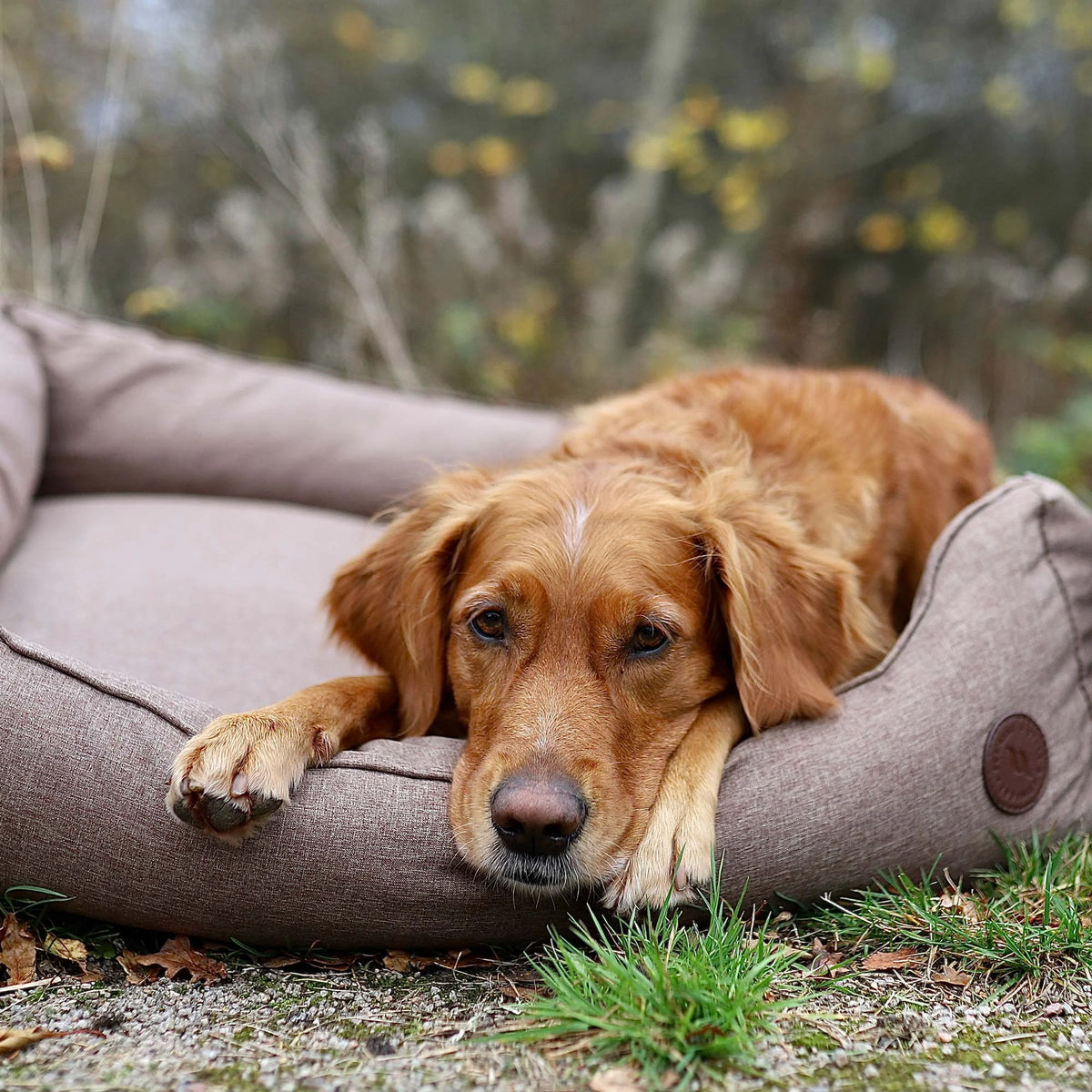 Back On Track Rocky Dog Bed - Grey Therapeutic Barn Dog Bed - 21 1/2 x 19 3/4 (55cm x 50cm)