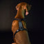 Back On Track Sally Dog Harness