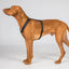 Back On Track Sally Dog Harness