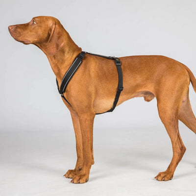 Back On Track Sally Dog Harness