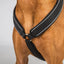 Back On Track Sally Dog Harness