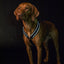 Back On Track Sally Dog Harness