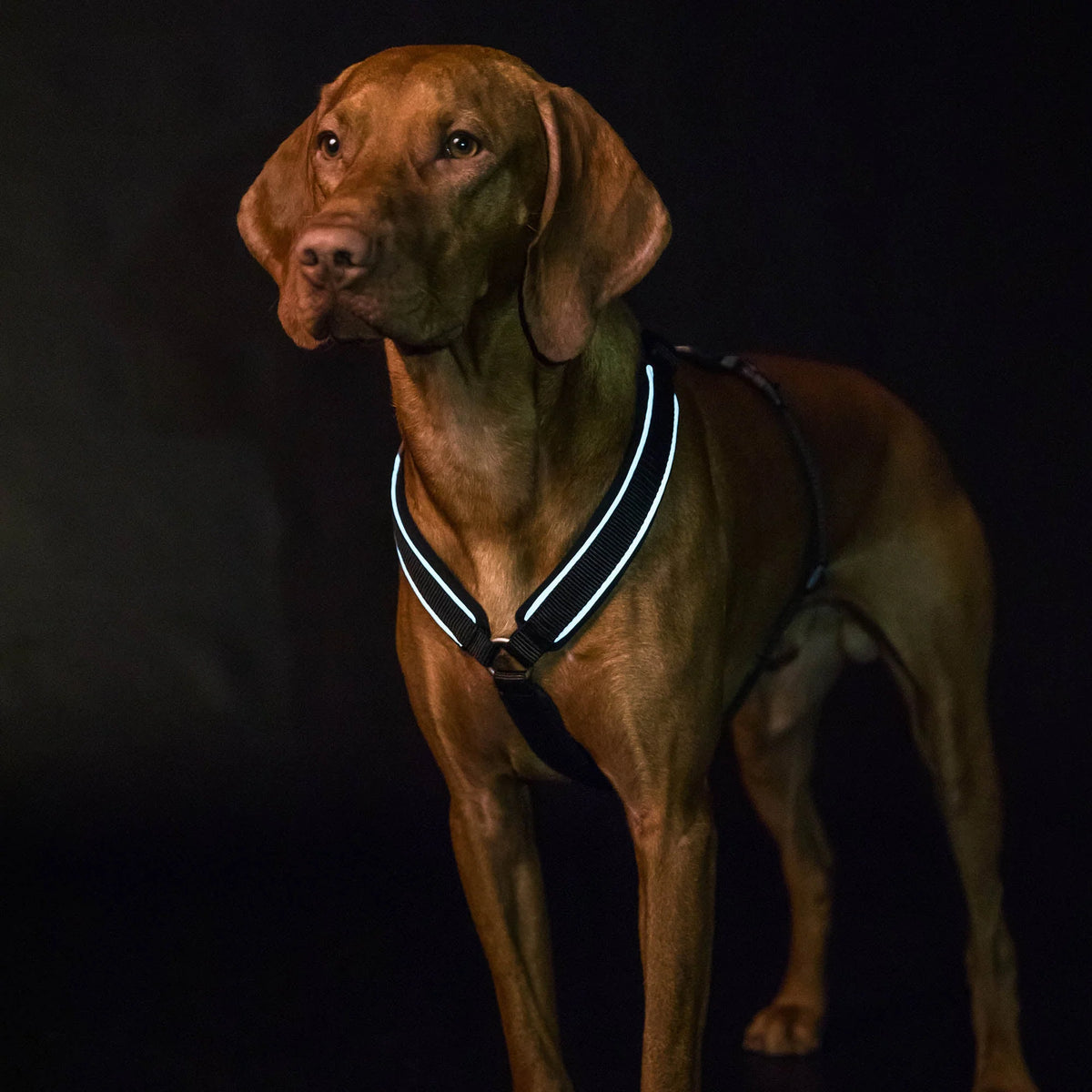 Back On Track Sally Dog Harness