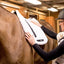Back On Track Teddy All-Purpose Saddle Pad