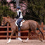 Back On Track Teddy All-Purpose Saddle Pad
