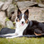 Back On Track Therapeutic Dog Bed Liner - Black, Small (30" x 23") - Infrared Joint Support